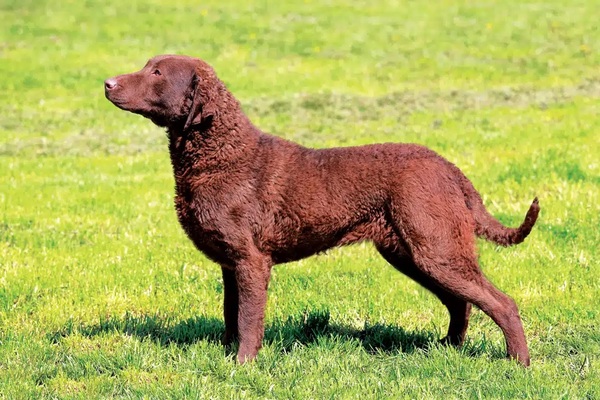 Chessie